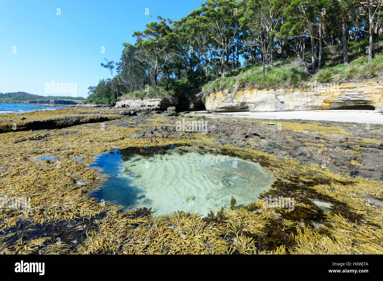 Circular rock pool and seaweeds at Murray's Beach, Booderee National