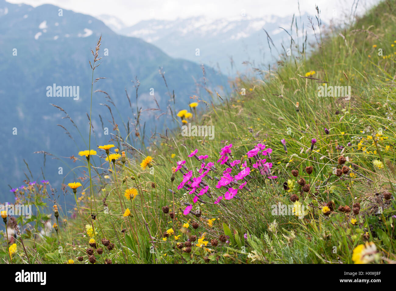 blühende Almwiese mit Blick zum Großglockner in Heiligenblut, Kärnten, Österreich Stock Photo