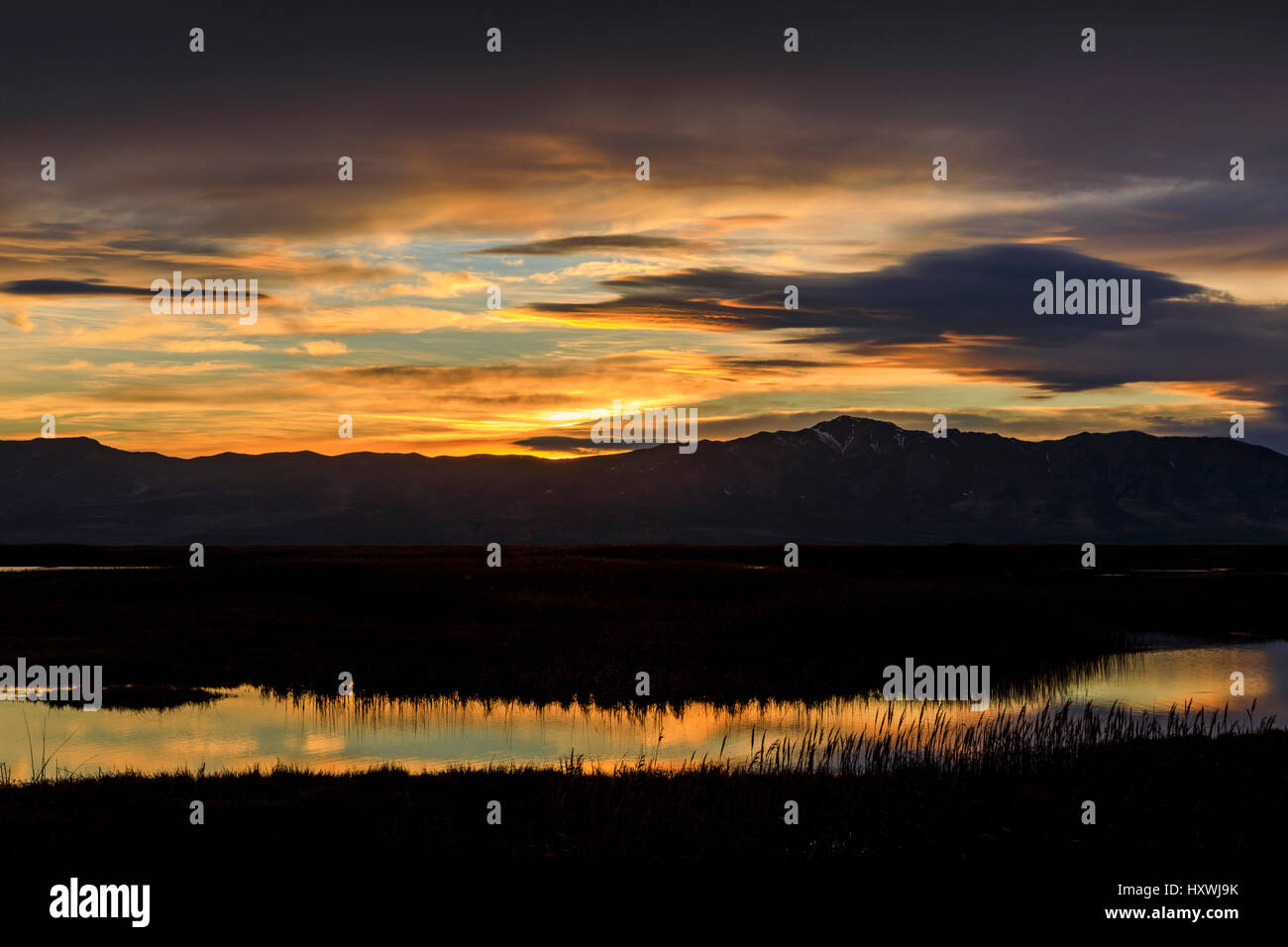 Golden sun bird hi-res stock photography and images - Alamy