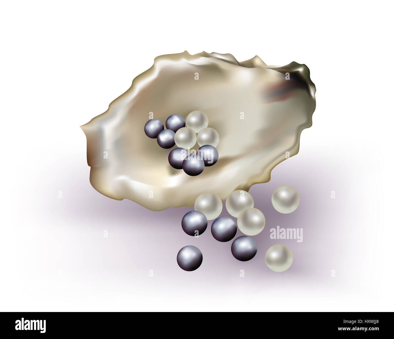 pearls with oyster shell on white background Stock Photo - Alamy