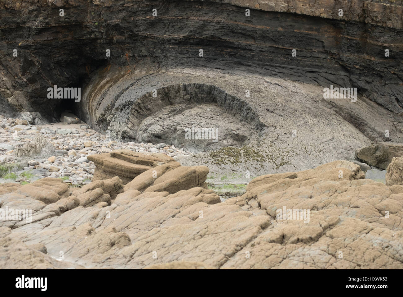 Geological fold with barnacle laden rocks in foreground at Broadhaven, Pembrokeshire, Wales Stock Photo