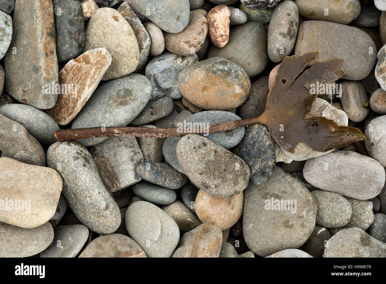 Pebbles and seaweed on beach in Pembrokeshire, UK Stock Photo