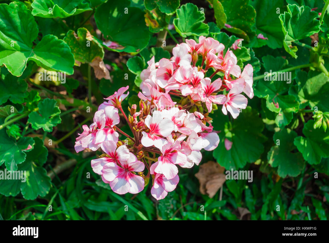Closeup to Group of Pink Geranium/ Palargonium x Hortorum L.H.Bail/ Geraniaceae Stock Photo