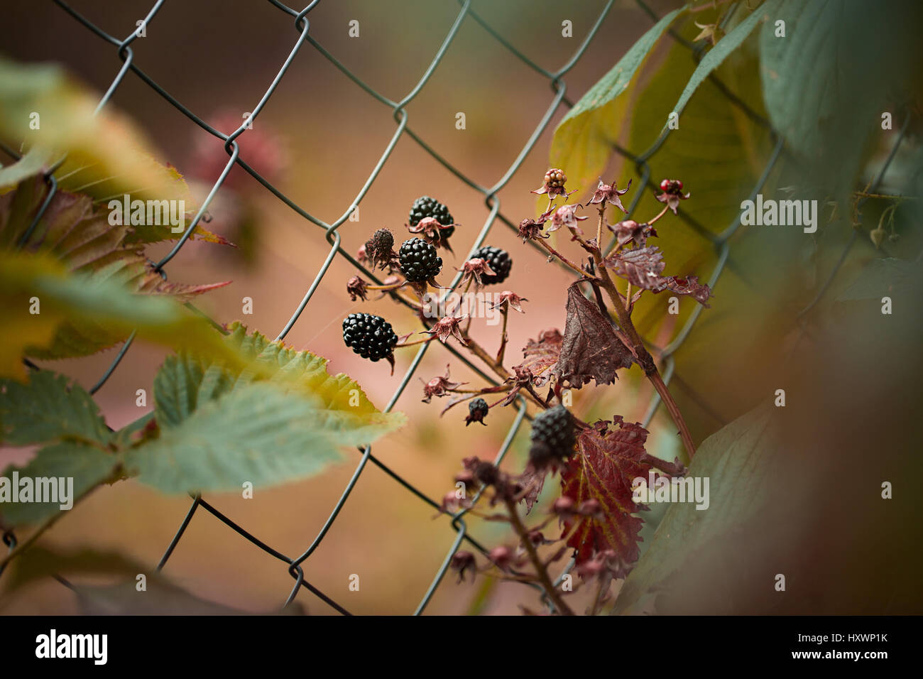 Growing Blackberry bush in the garden. Cold toning image.Blackberry plant with berries and green leaves in the garden and on the field.background Stock Photo