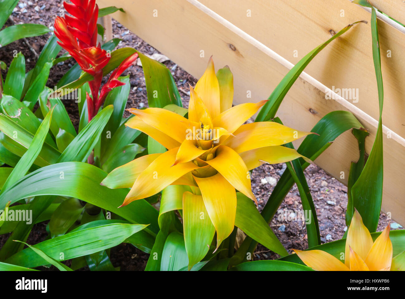 Closeup to Beautiful Yellow Bromeliad/ Livingvase/ Urn Plant/ Aechmea Fasciata/ BROMELIACEAE Stock Photo