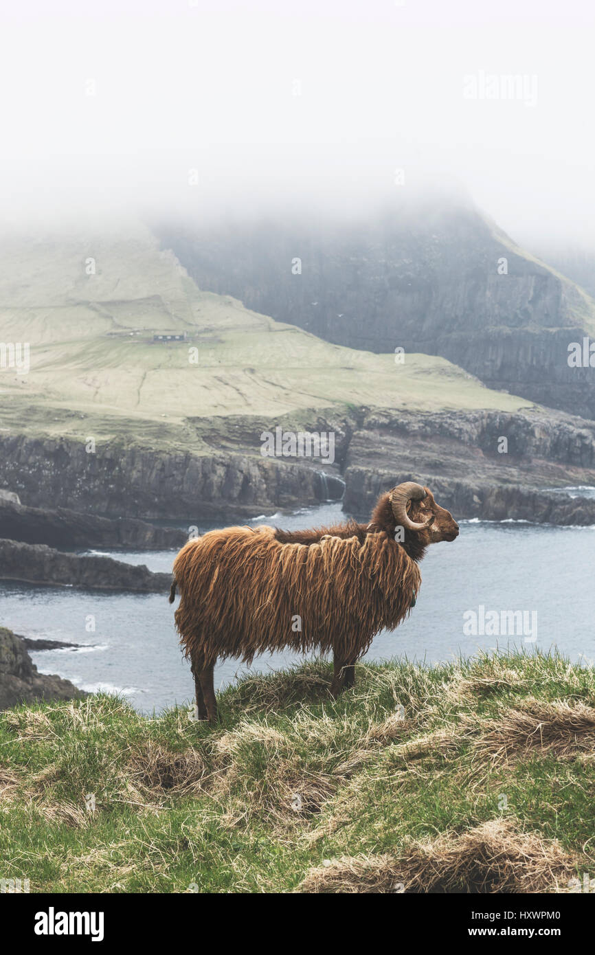 A Faroese ram in Mykines, Faroe Islands. Mykines is one of the 18 main islands of the Faroe Archipelago. Stock Photo