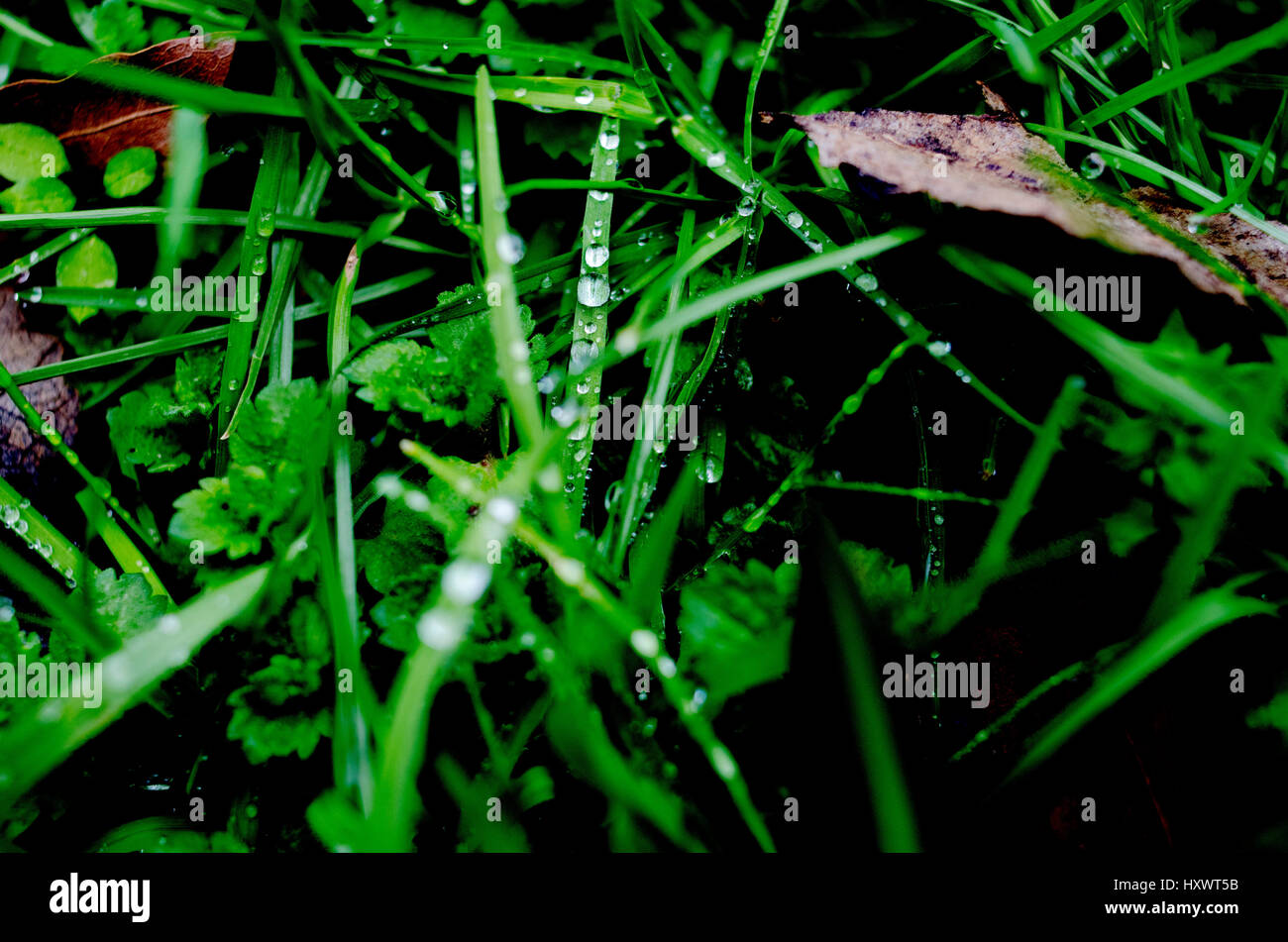 Water Droplets on Grass Stock Photo Alamy