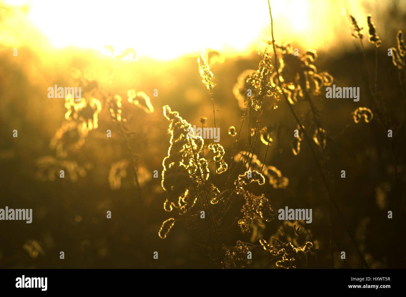 Outdoor Golden Field Stock Photo - Alamy