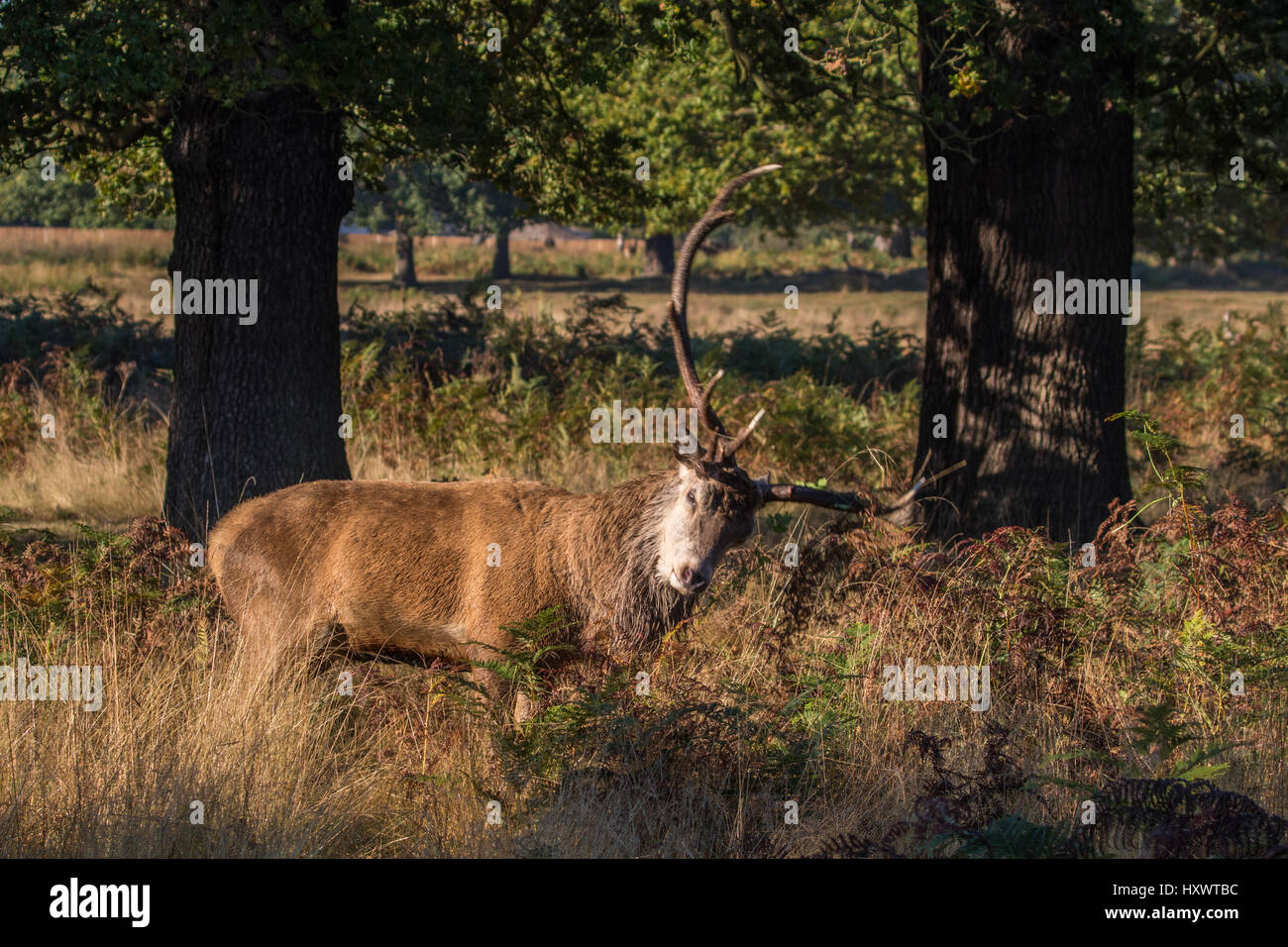 Red Deer Stag (Cervus elaphus)  During Rut in Richmond Park. Foliage on the Antlers. Stock Photo