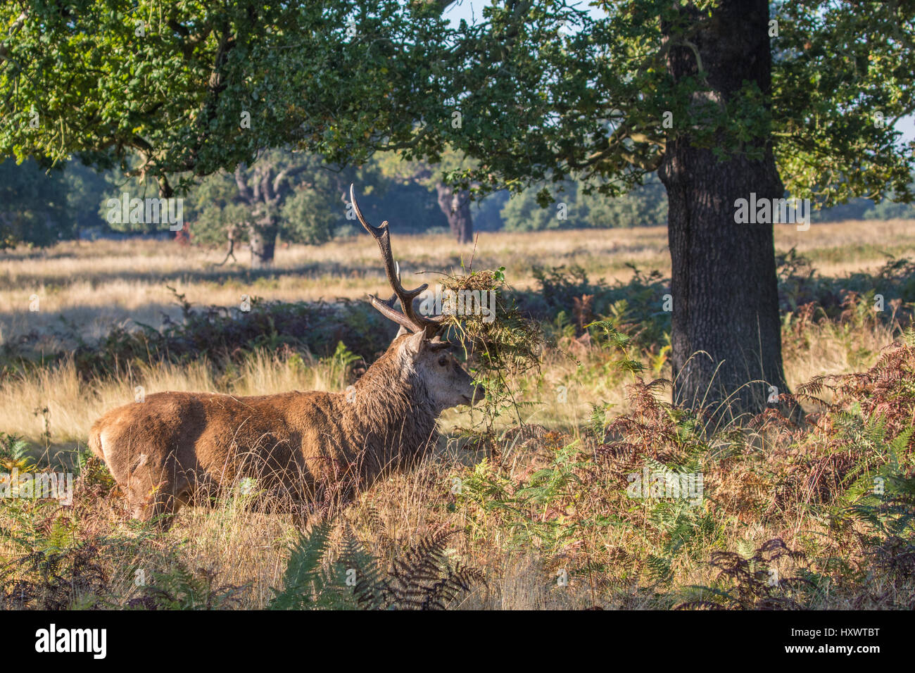 Red Deer Stag (Cervus elaphus)  During Rut in Richmond Park. Foliage on the Antlers. Stock Photo