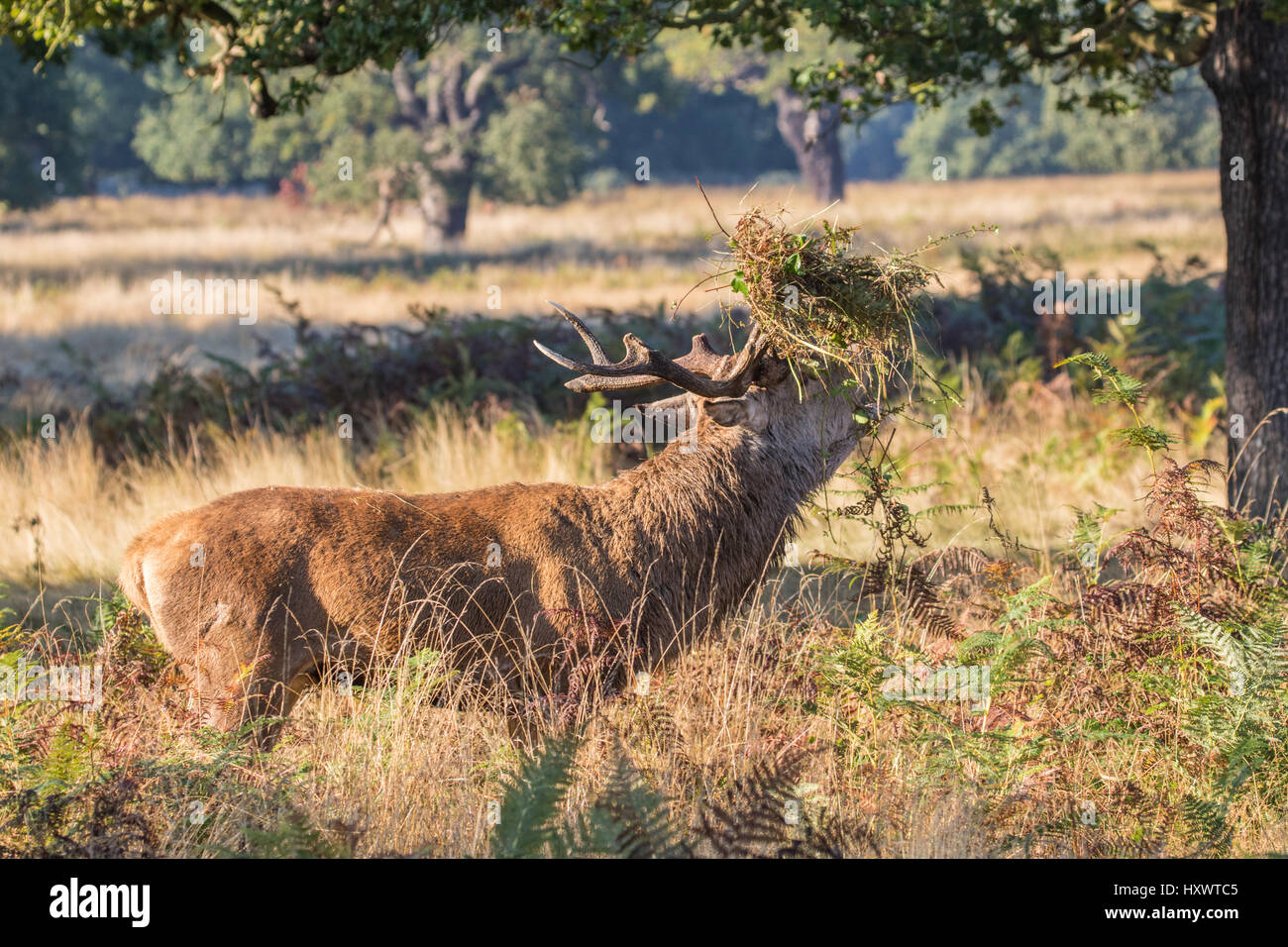 Red Deer Stag (Cervus elaphus) Bellowing During Rut in Richmond Park. Foliage on the Antlers. Stock Photo