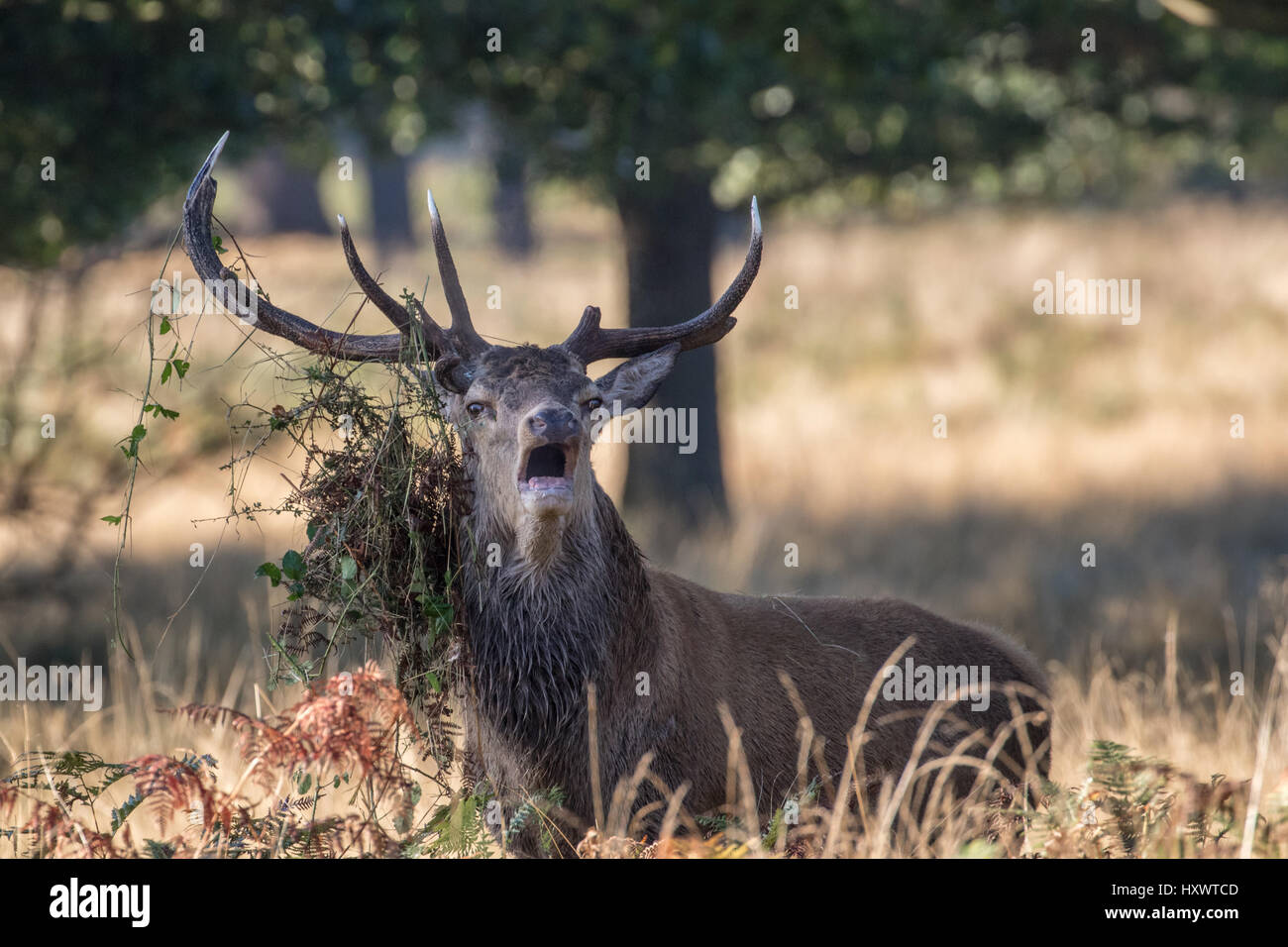 Red Deer Stag (Cervus elaphus) Bellowing During Rut in Richmond Park. Foliage on the Antlers. Stock Photo