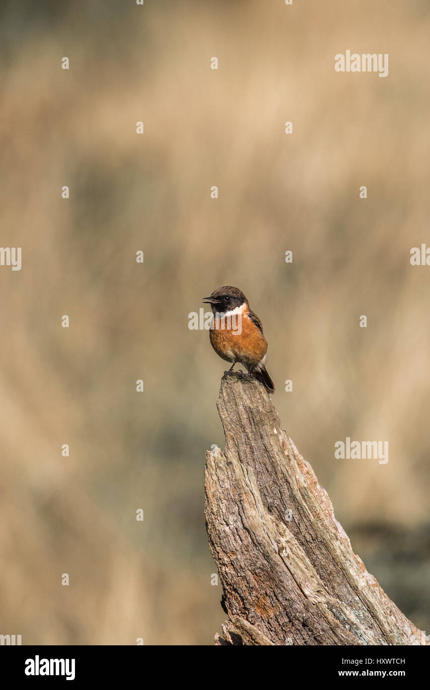 Common stonechat autumn hi-res stock photography and images - Alamy