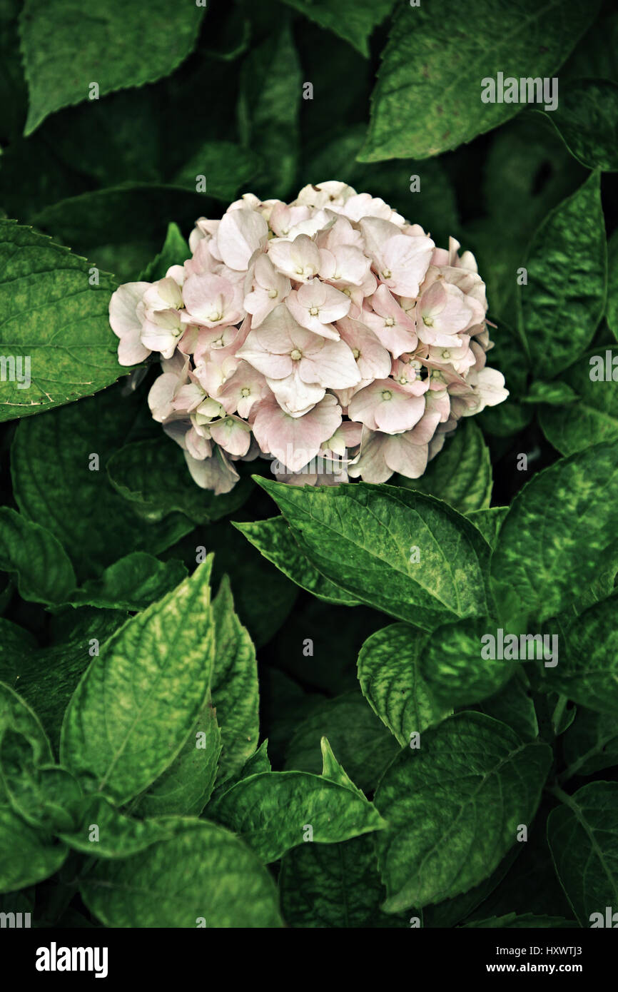 Hydrangea flower Stock Photo