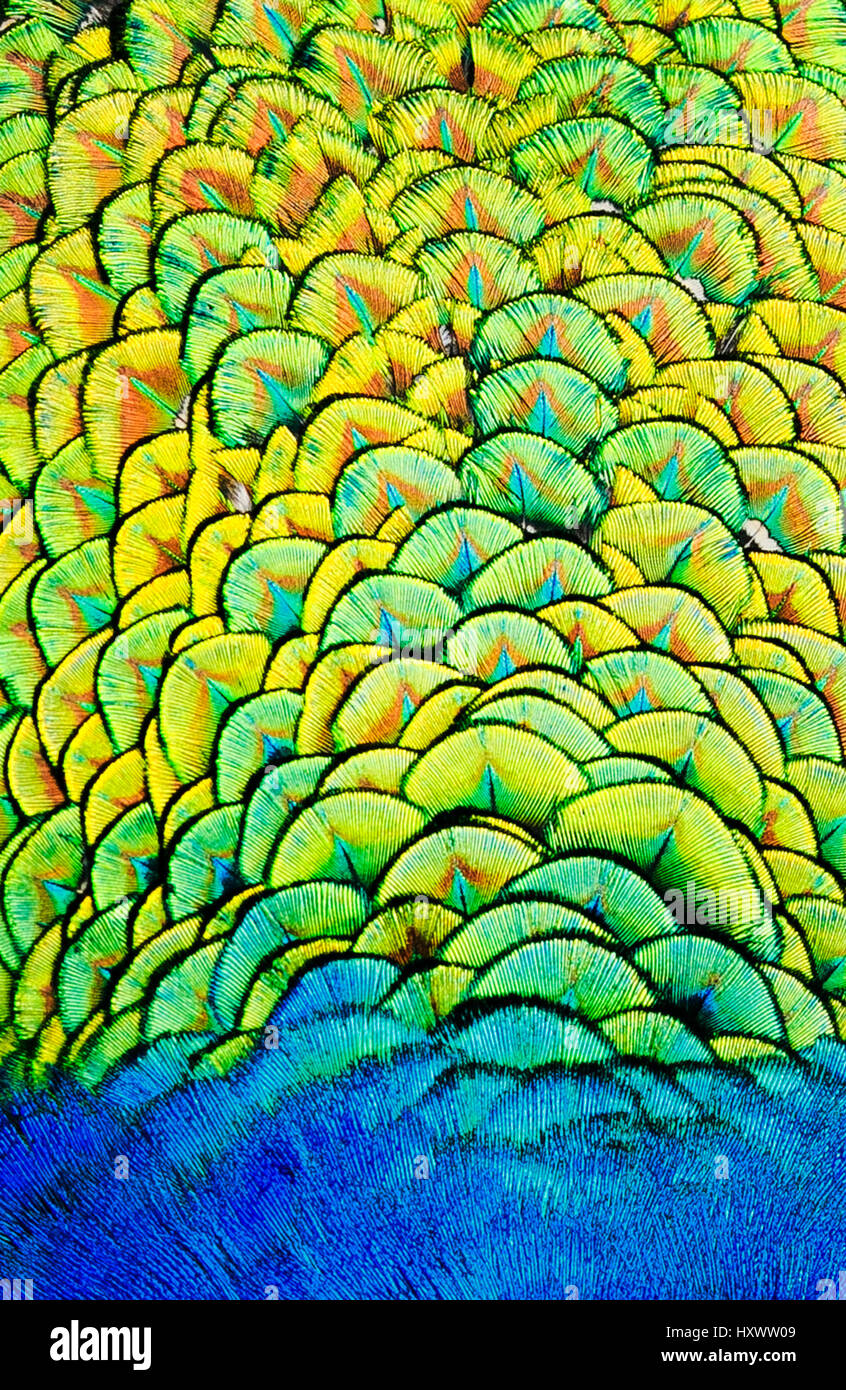 background of bright, colorful feathers of a bird peacock Stock Photo