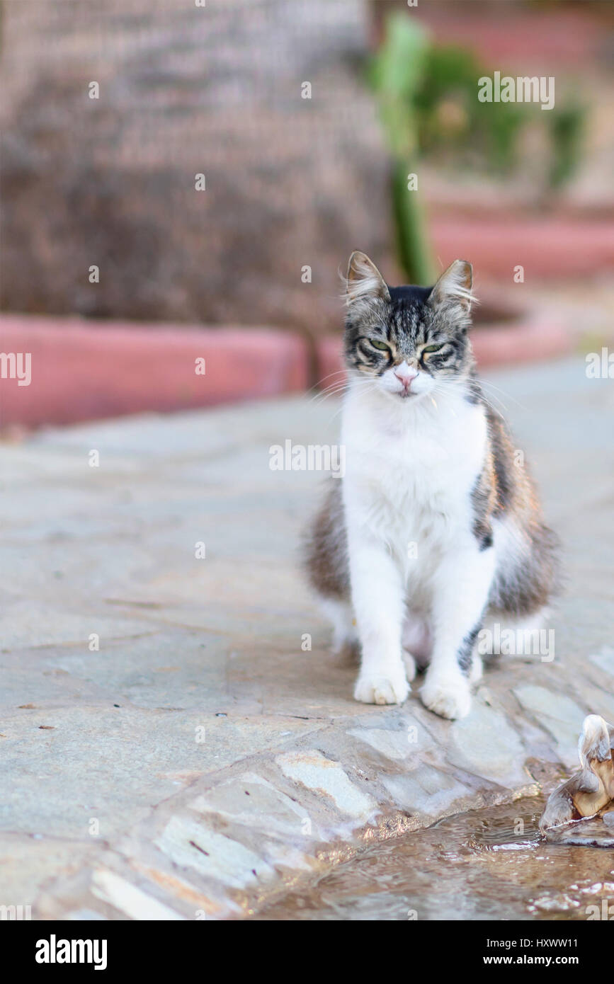 Cute cyprus black and white cat with green eyes on the street in summer ...