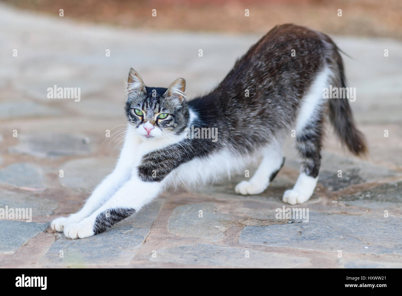 Cute cyprus black and white cat with green eyes on the street in summer ...