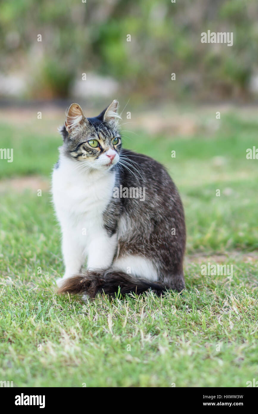 Cute cyprus black and white cat with green eyes on the street in summer ...