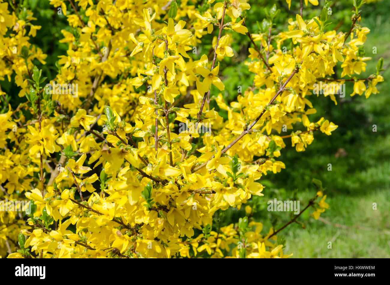 A forsythia shrub covered in yellow flowers. Stock Photo