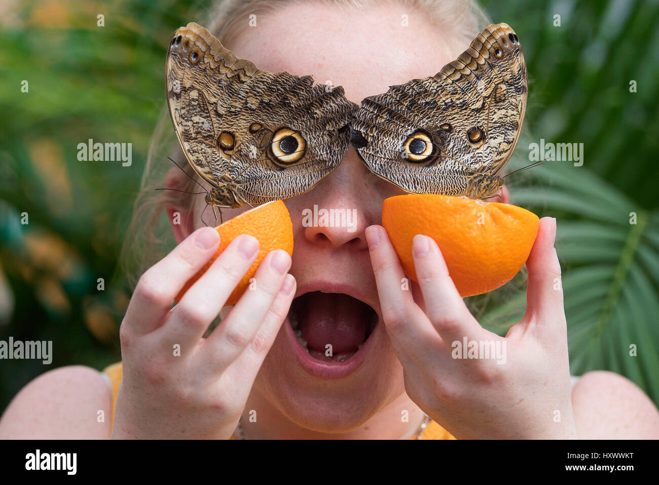 PABEST Helen Smith poses with Owl butterflies during a photocall to launch the Sensational Butterflies exhibition at the Natural History Museum in London. Stock Photo