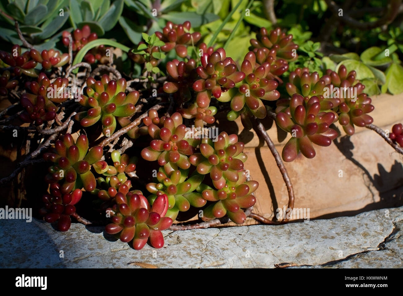 Pachyphytum oviferum Sugaralmond plant or Moonstone chubby red and