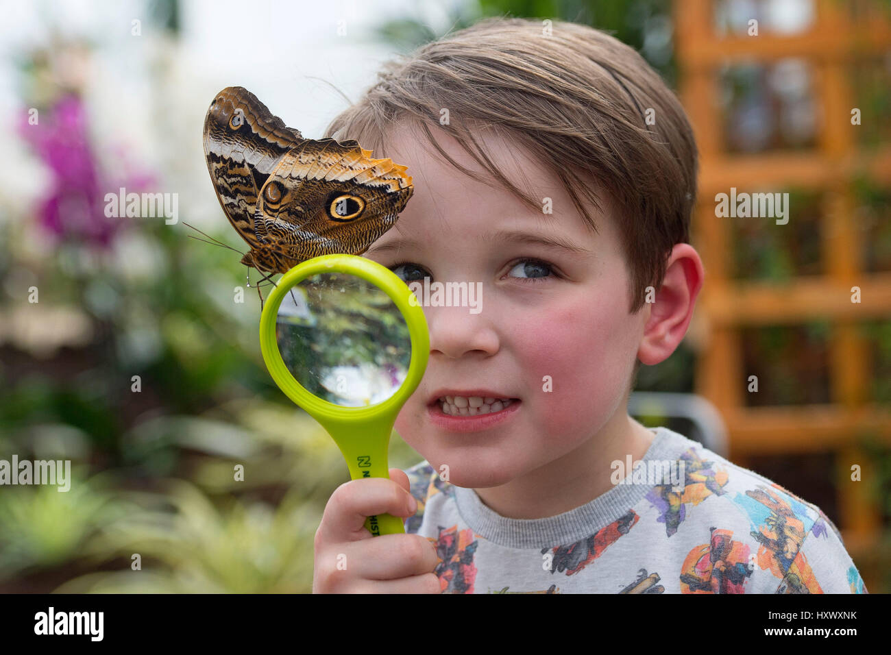 George Lewis, aged 5, poses with an Owl butterfly during a photocall to launch the Sensational Butterflies exhibition at the Natural History Museum in London. Stock Photo