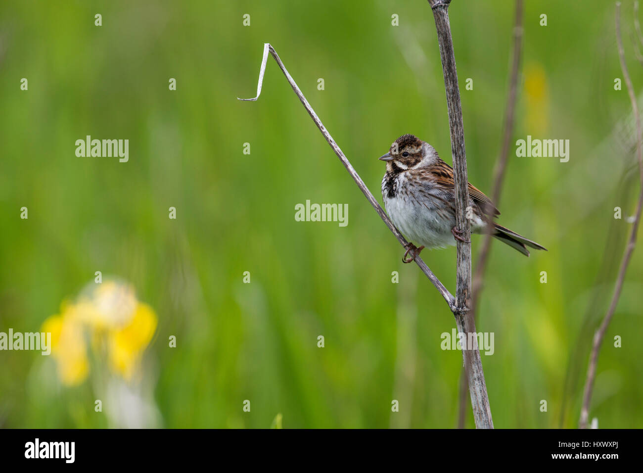 Reed Bunting; Emberiza schoeniclus Single Female Orkney; UK Stock Photo