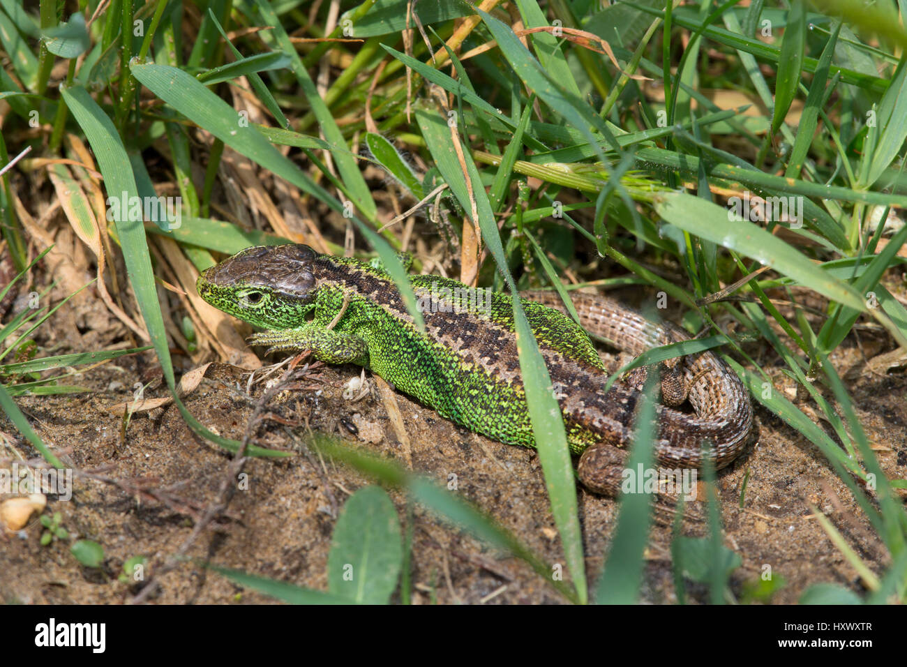 Sand Lizard; Lacerta agilis Single Male Hampshire; UK Stock Photo Alamy