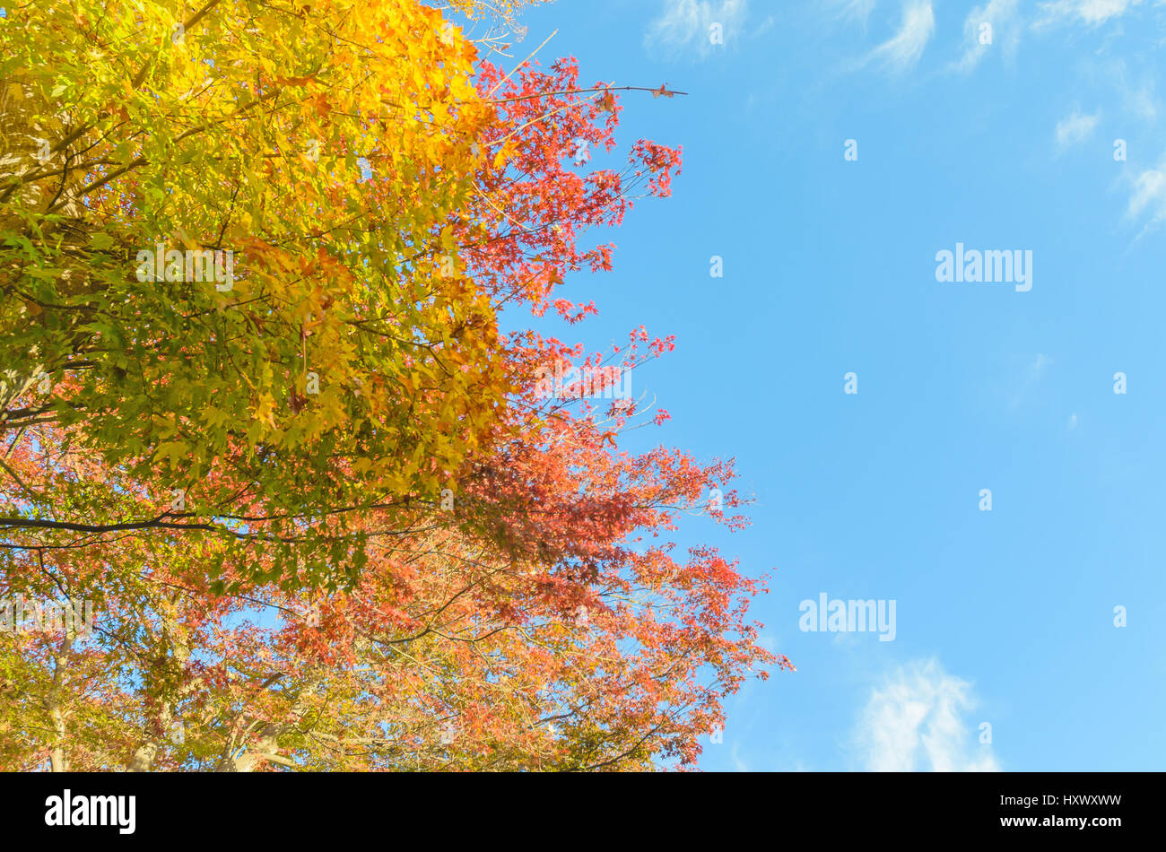 Colorful maple tree leaf in autumn Stock Photo - Alamy