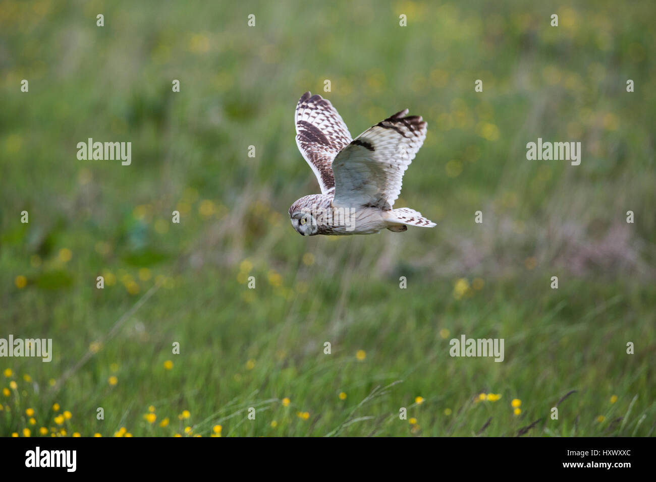 Short Eared Owl; Asio flammeus Single in Flight Orkney; Scotland; UK Stock Photo