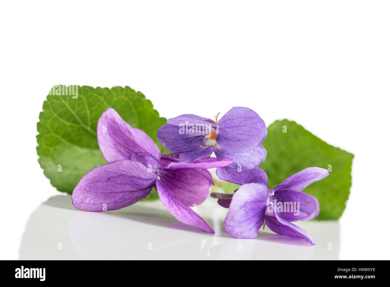 Violet flower, detail. Scientific name Viola odorata. I Stock Photo