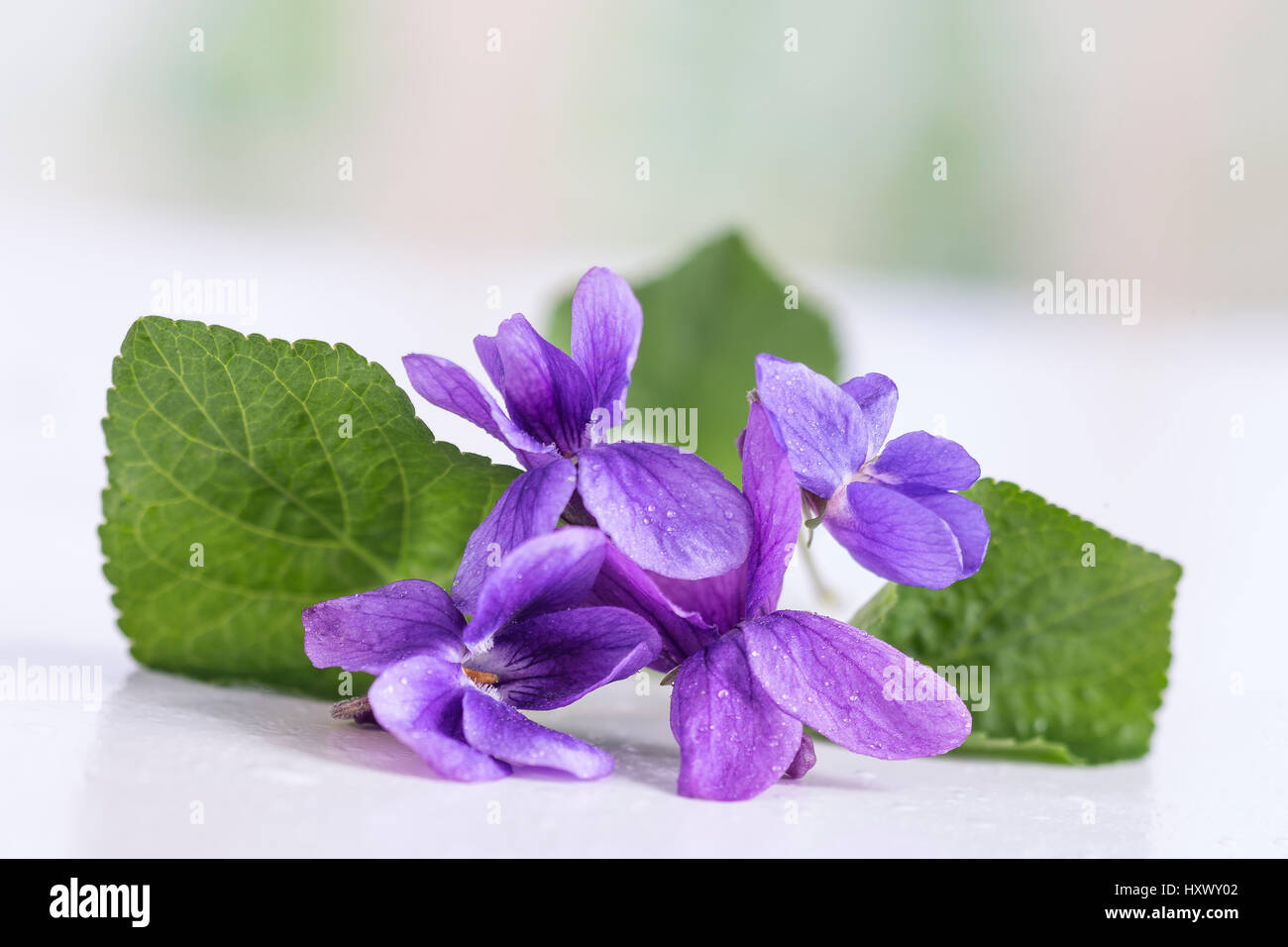 Violet flower, detail. Scientific name Viola odorata. I Stock Photo