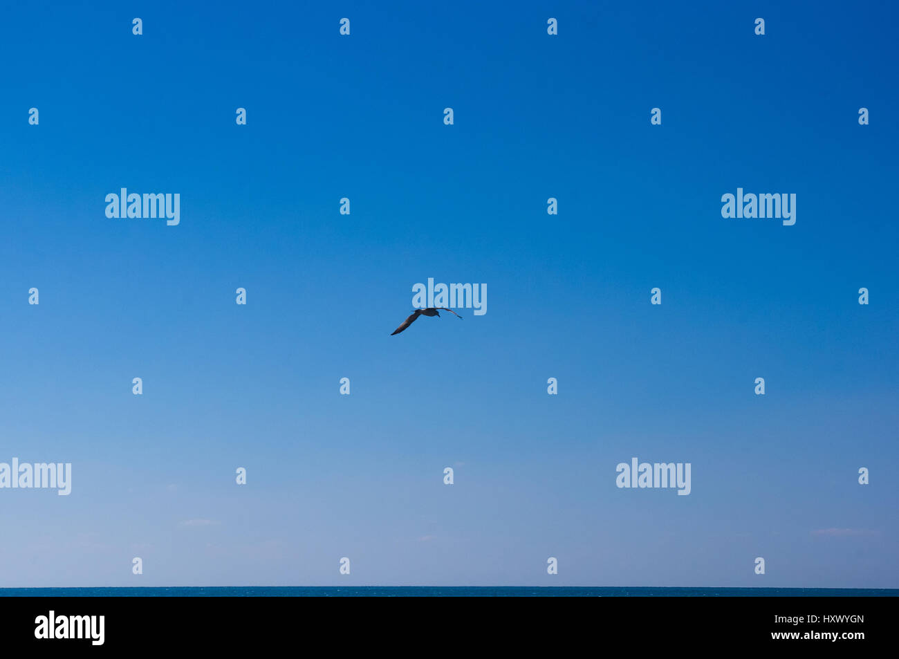 seagull flying in the blue sky with white clouds over the sea Stock ...