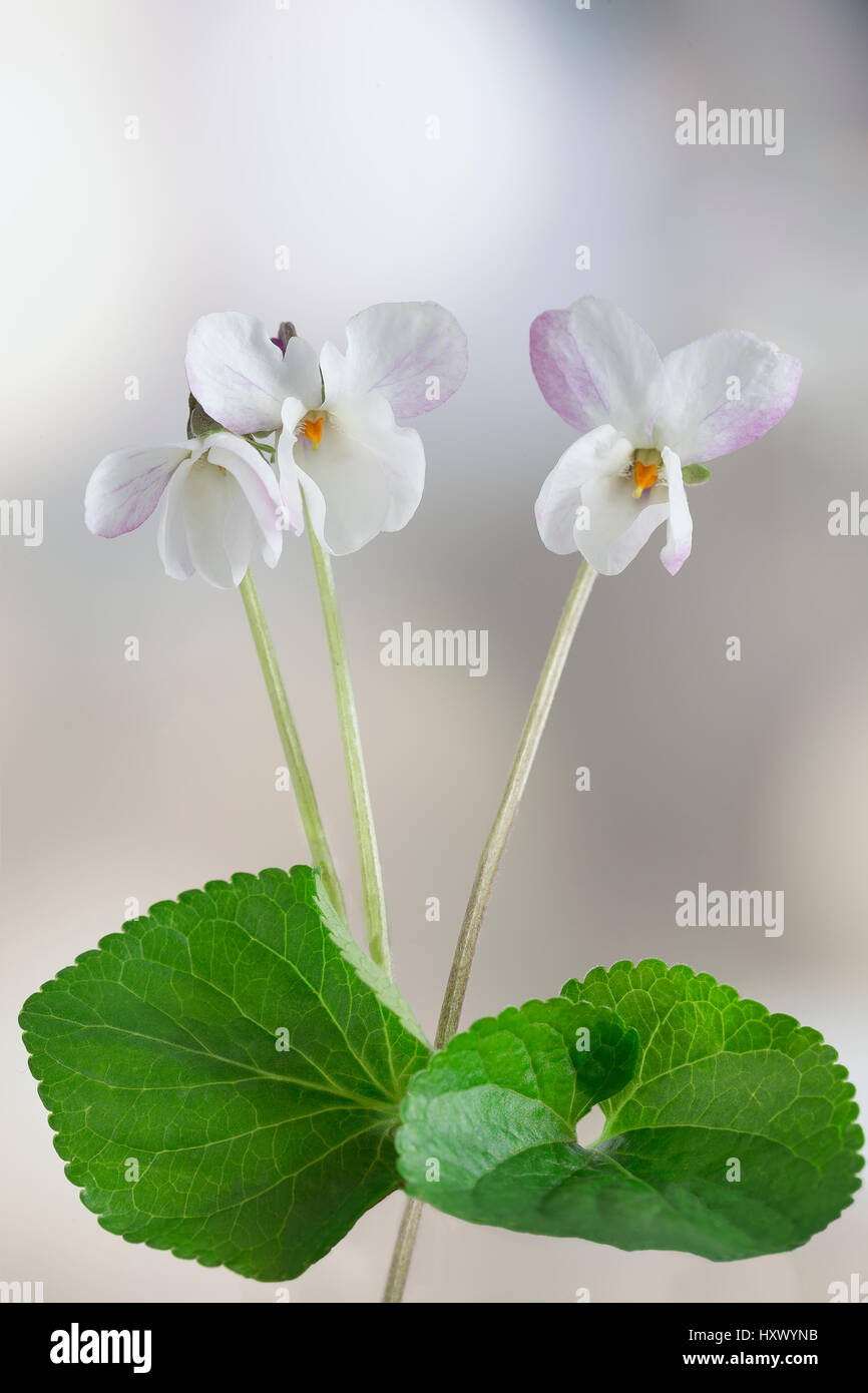 white Violet flower, detail. Scientific name: Viola odorata. I Stock Photo