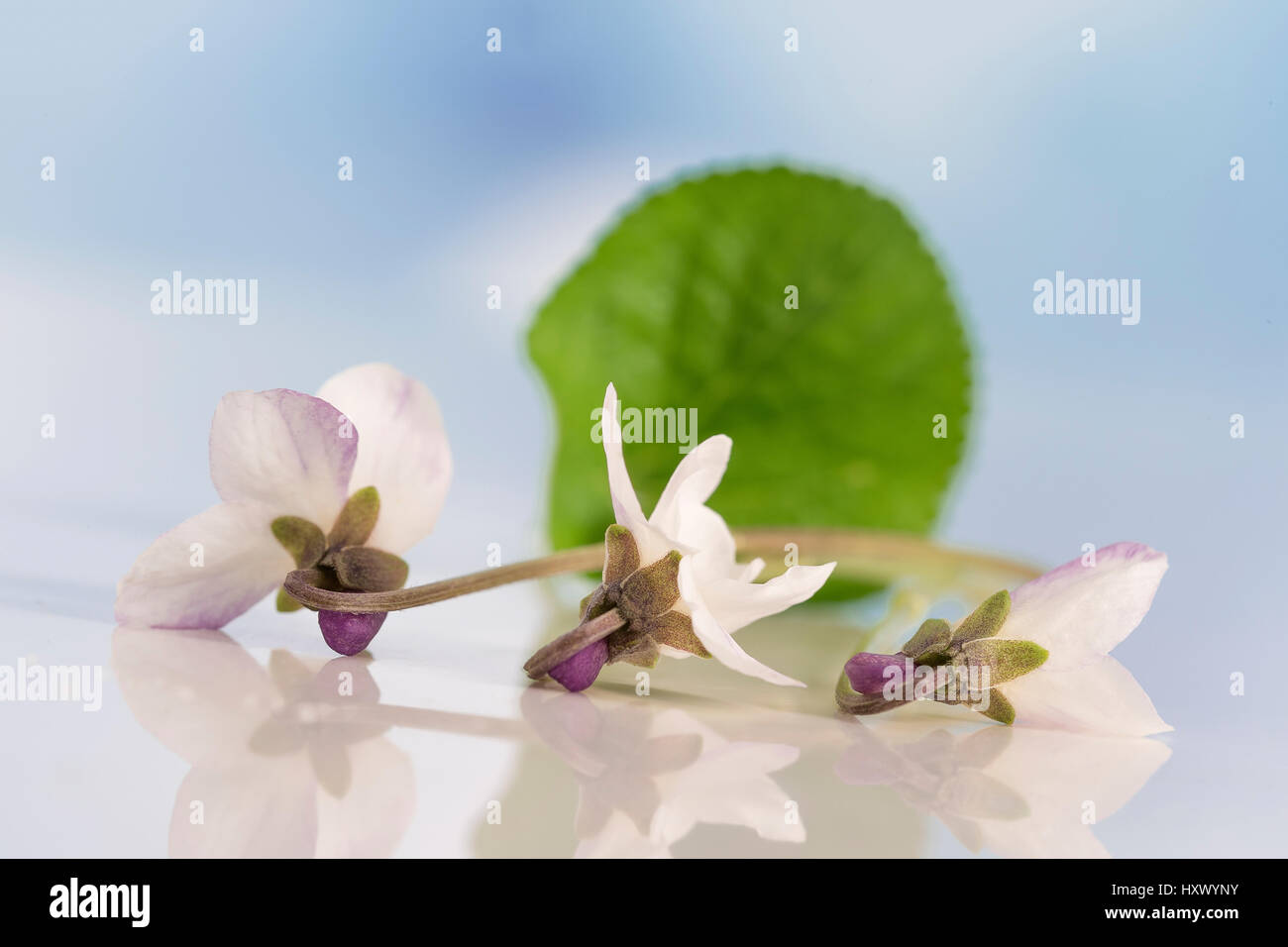 white Violet flower, detail. Scientific name: Viola odorata. I Stock Photo