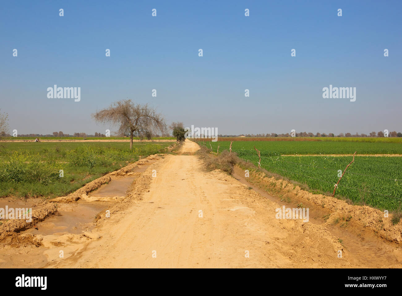 a dry sandy road in the farmland of rajasthan india with crops and trees under a clear blue sky Stock Photo