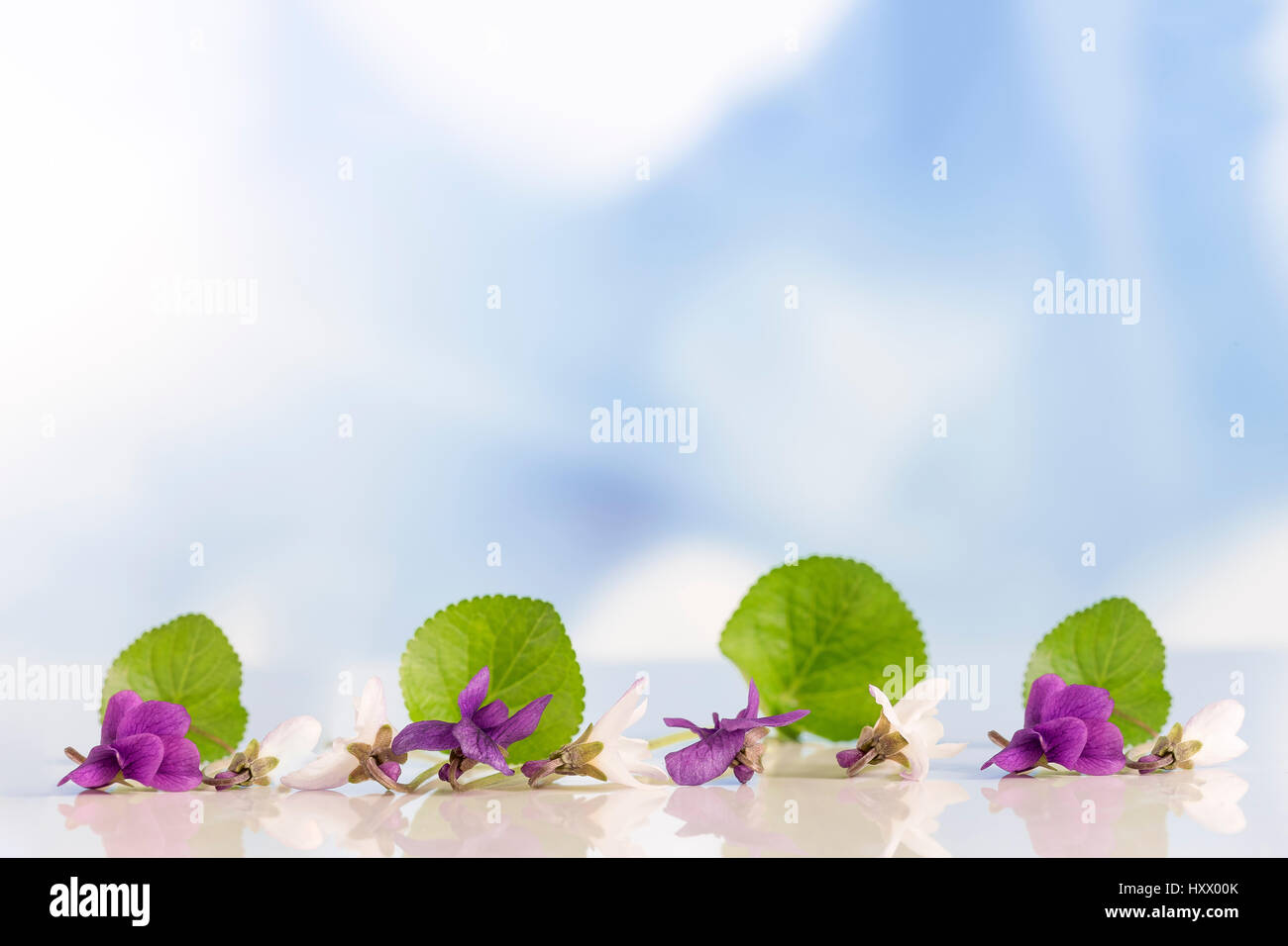 Violet flower, detail. Scientific name Viola odorata in line Stock