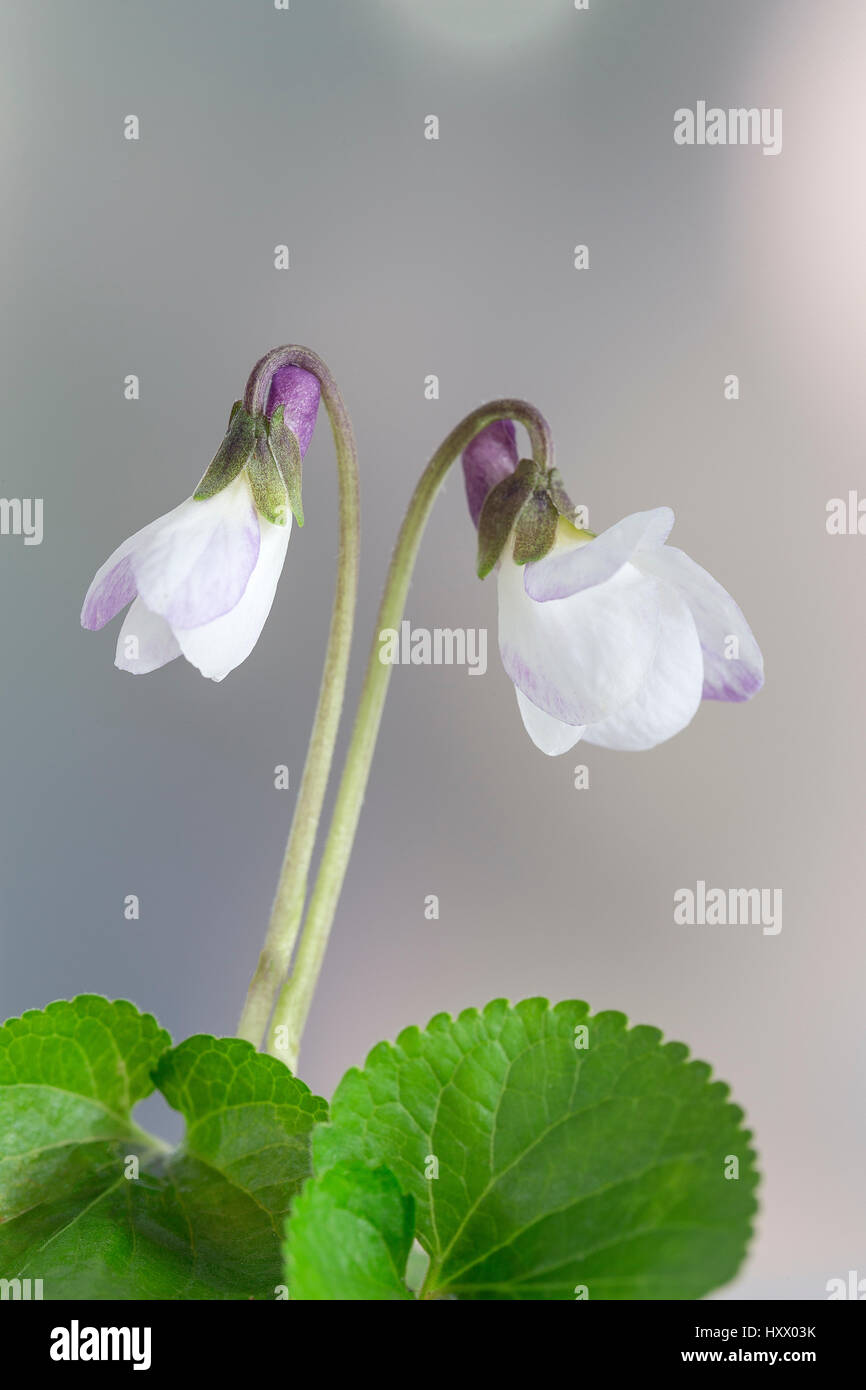 white Violet flower, detail. Scientific name Viola odorata. I Stock