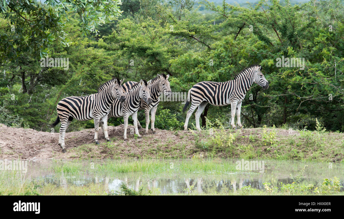 group of zebras at the water south africa national park Stock Photo Alamy