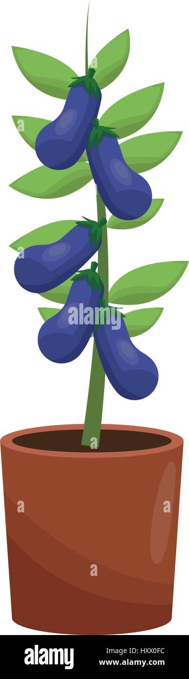 beautiful plant in a pot over white background. colorful design. vector ...