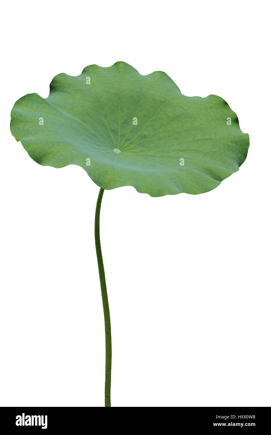 Lotus leaf Stock Photo Alamy