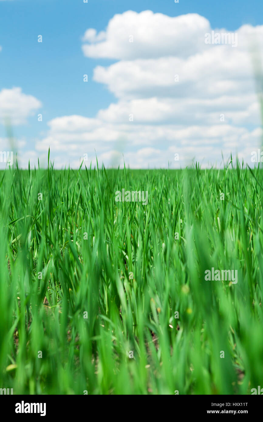 Green grass field and blue sky with clouds. Summer landscape Stock ...