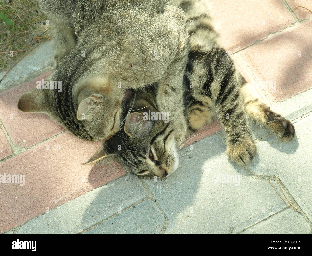 Cat is cleaning another cat's ear Stock Photo Alamy