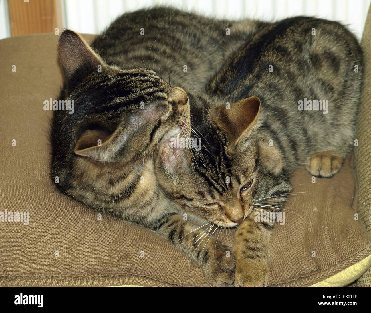 Cat is cleaning another cat's ear Stock Photo Alamy
