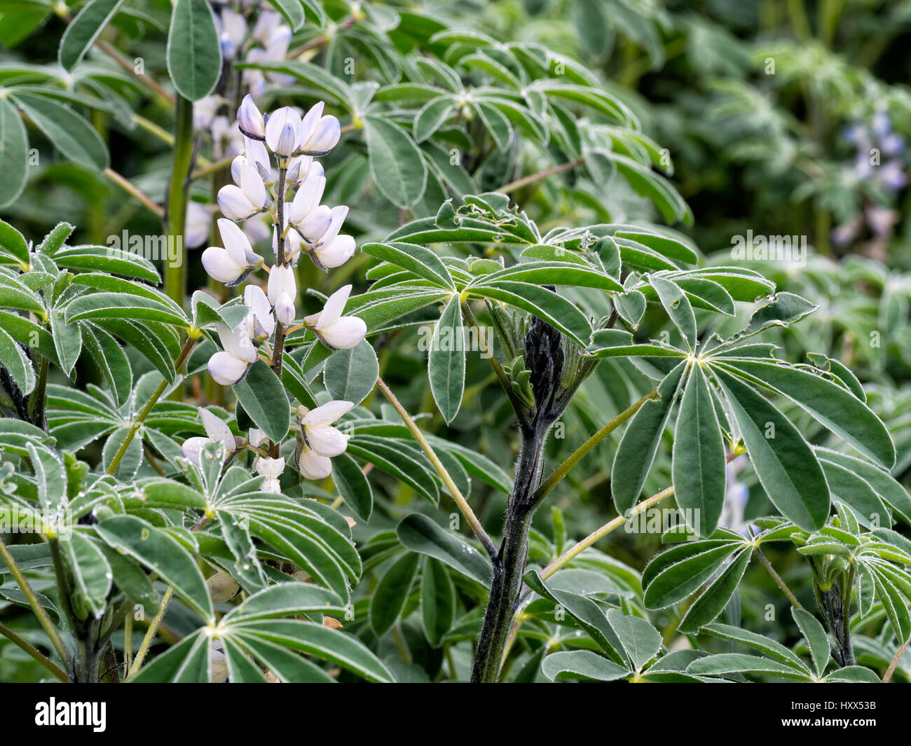 Lupin plant. High protein and high fibre niche crop. Close up detail. Stock Photo
