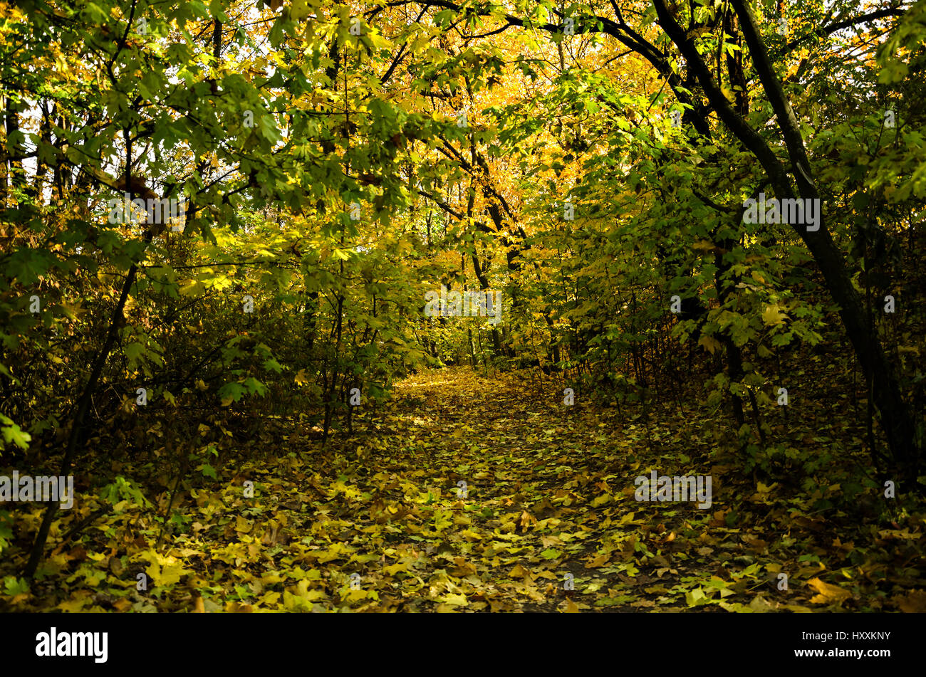 Autumn warm day, a beautiful trail in the forest Uslan yellow leaves of trees Stock Photo