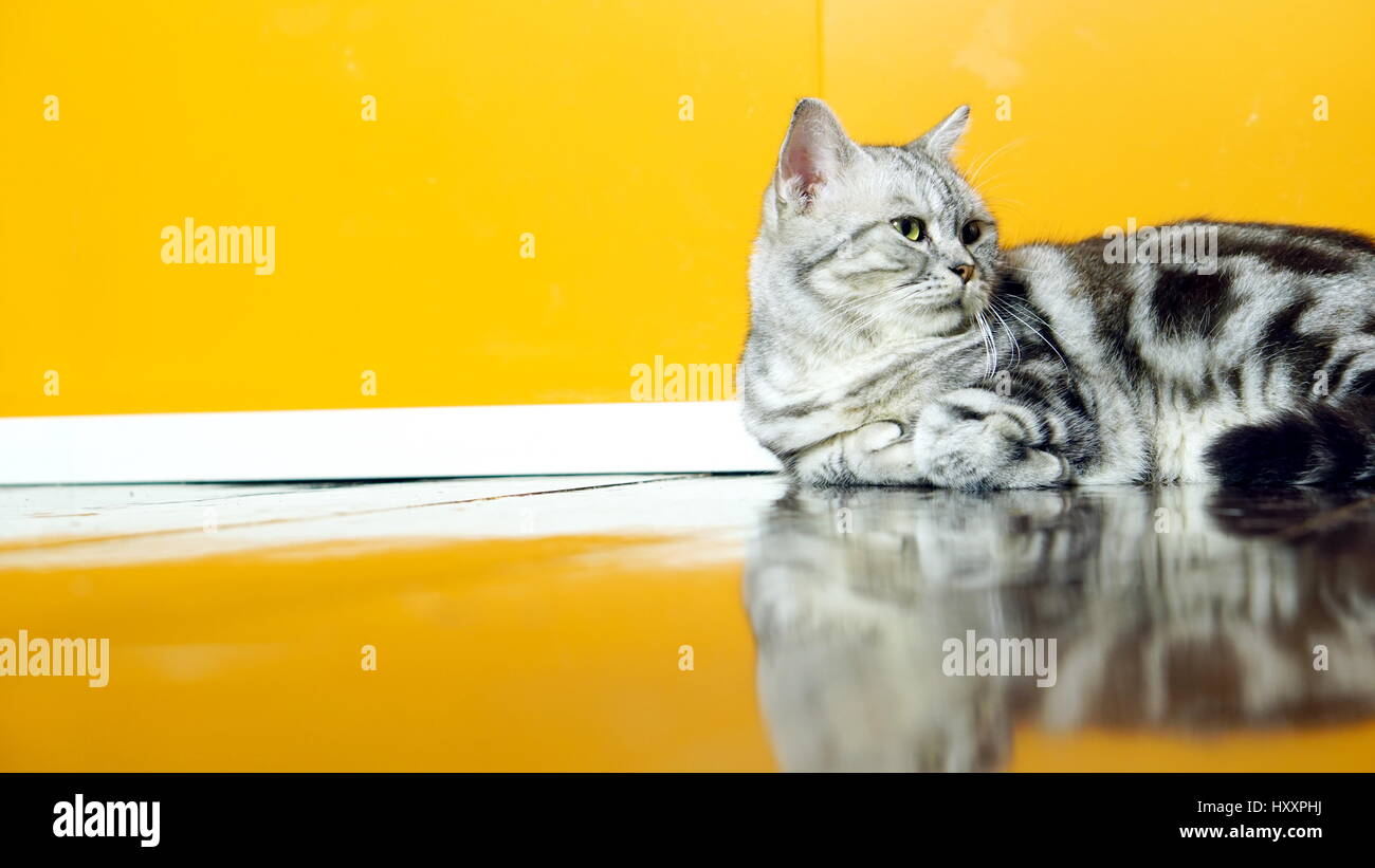 Funny American Short Hair Cat, Pussycat Shying the camera Stock Photo