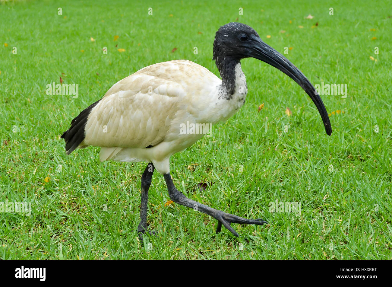 ibis im hyde park, sydney Stock Photo