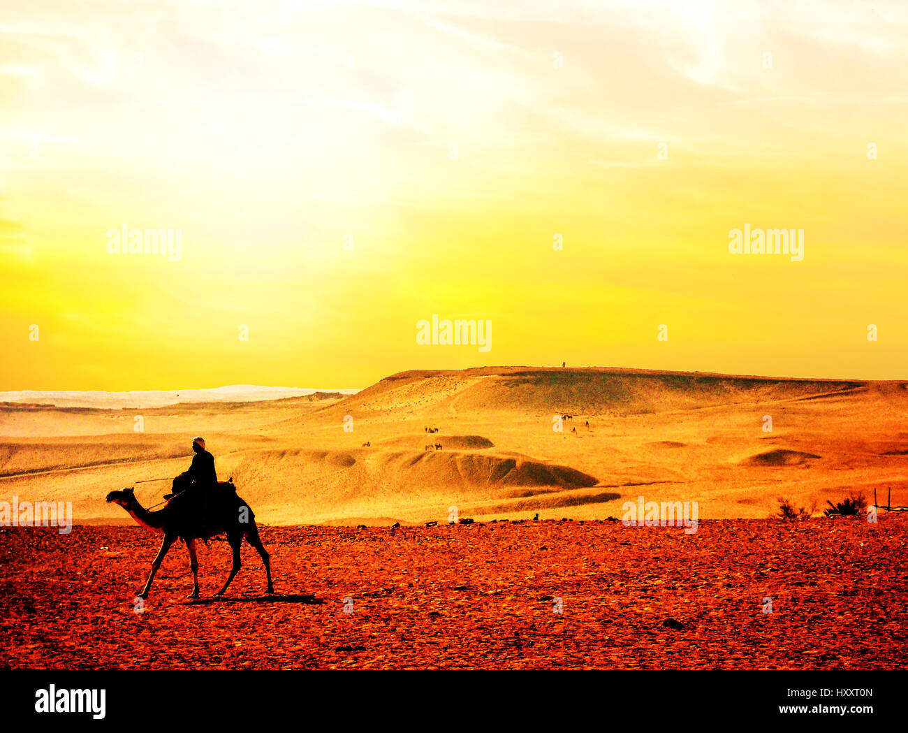 Morocco, camel in the desert Stock Photo