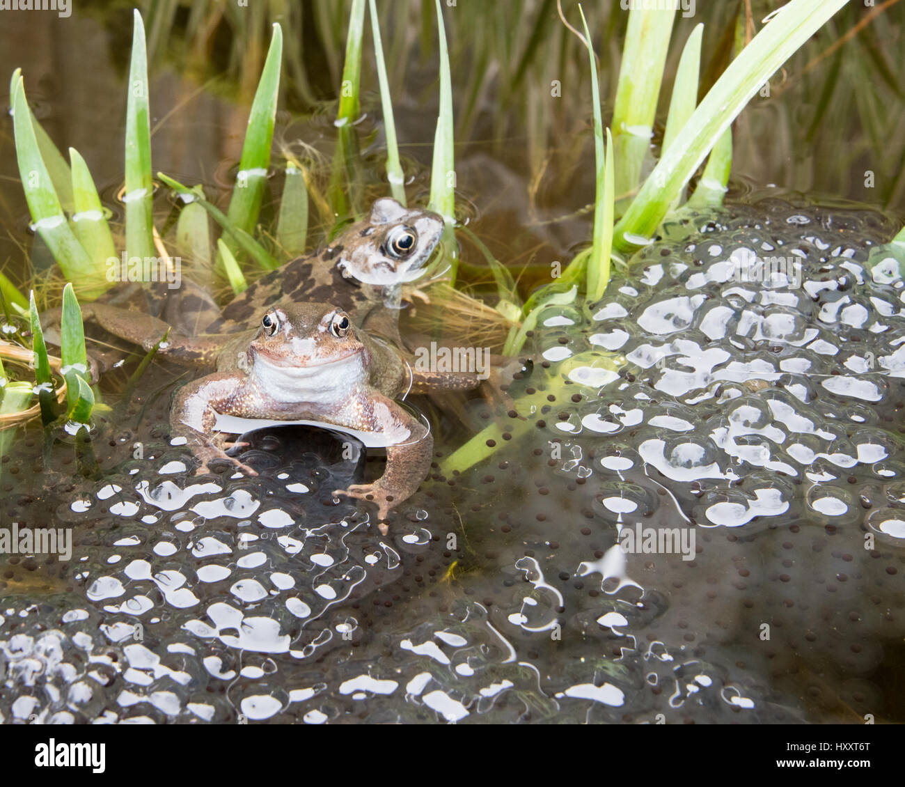 Frogs in a pond breeding and laying Frogspawn Stock Photo Alamy